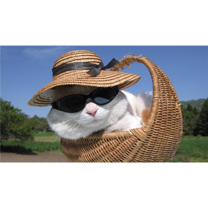 Cat Uncle 5D DIY Pai...