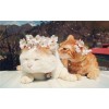 Cats With Flower Crown 5D DIY Paint By Diamond Kit