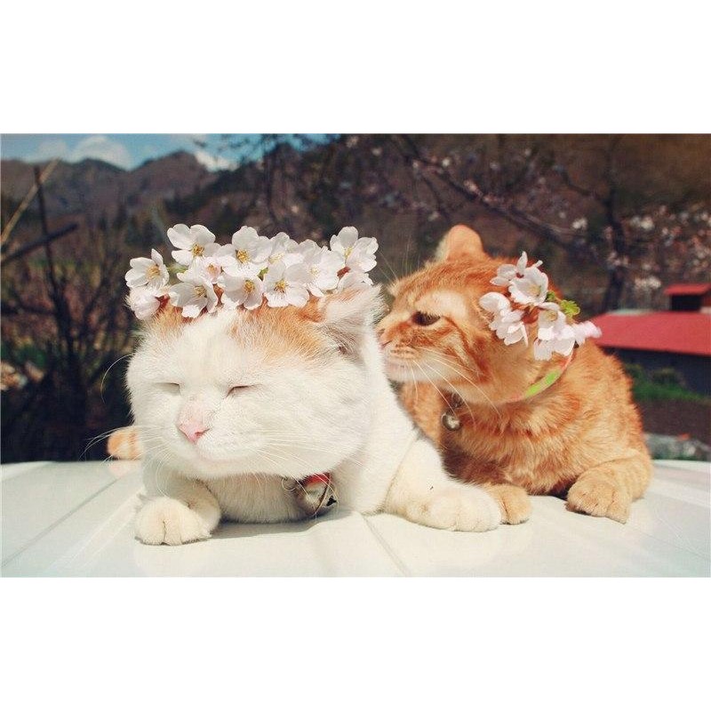 Cats With Flower Cro...