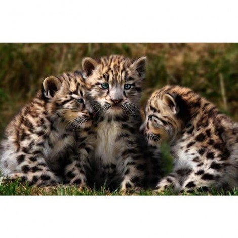 Tigers 5D DIY Paint By Diamond Kit