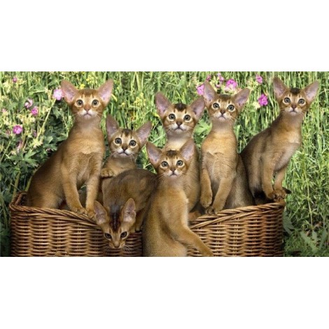 Seven Kittens 5D DIY Paint By Diamond Kit