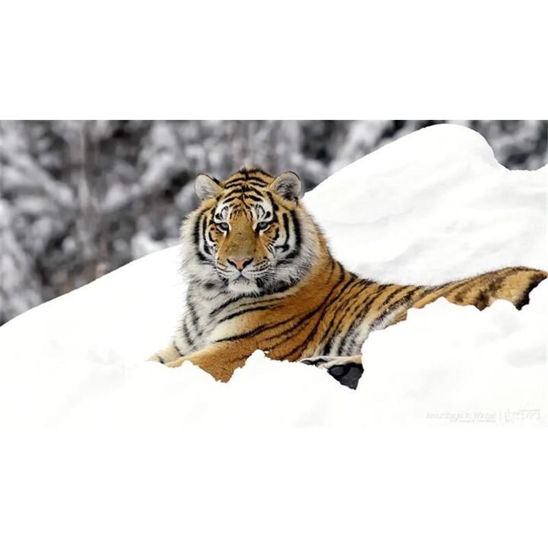 Tiger Resting In Sno...