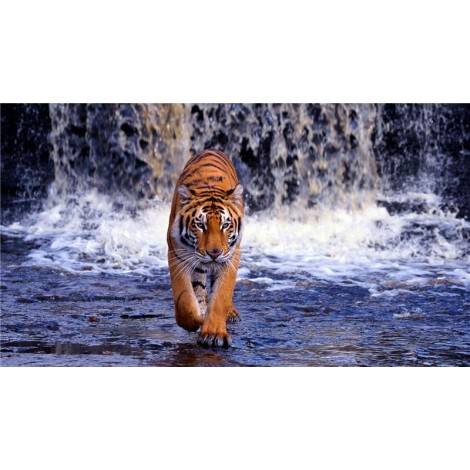 Tiger Walking In Pool 5D DIY Paint By Diamond Kit