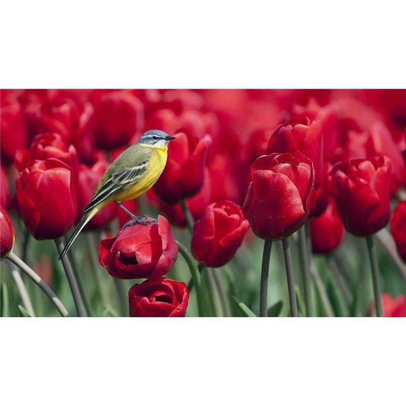 Bird On Red Flowers ...