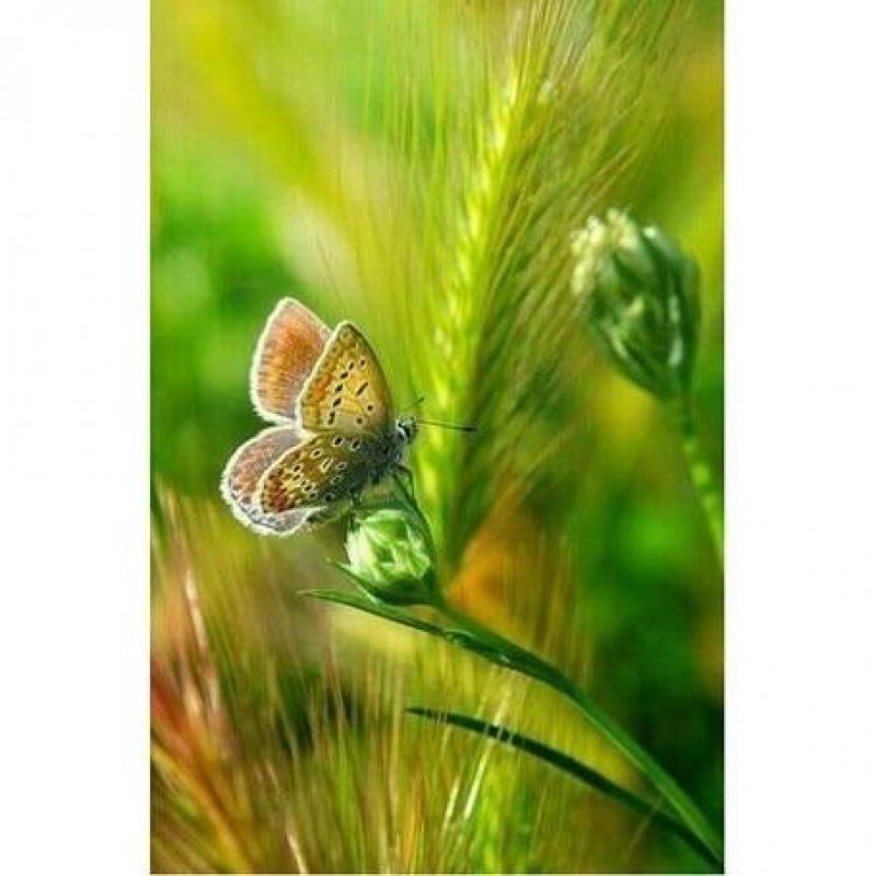 Butterfly In Fields 5D DI...