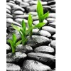 Stone Sprouting 5D DIY Paint By Diamond Kit