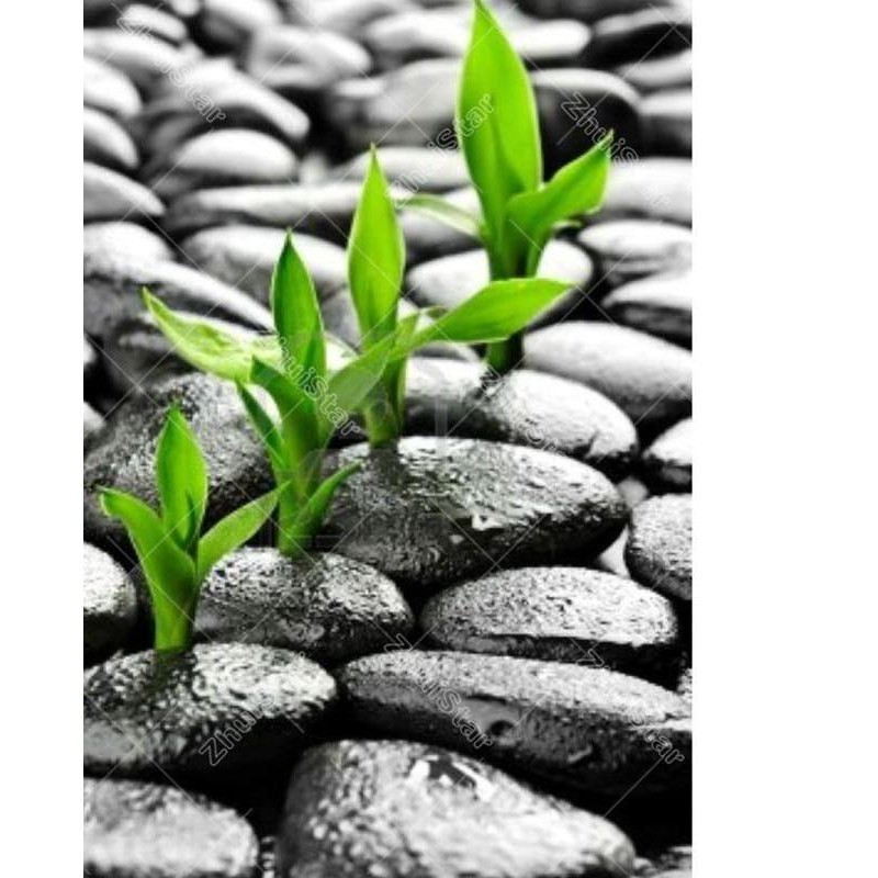 Stone Sprouting 5D D...