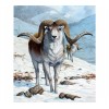 Argali 5D DIY Paint By Diamond Kit