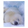 Sleeping Seal 5D DIY Paint By Diamond Kit