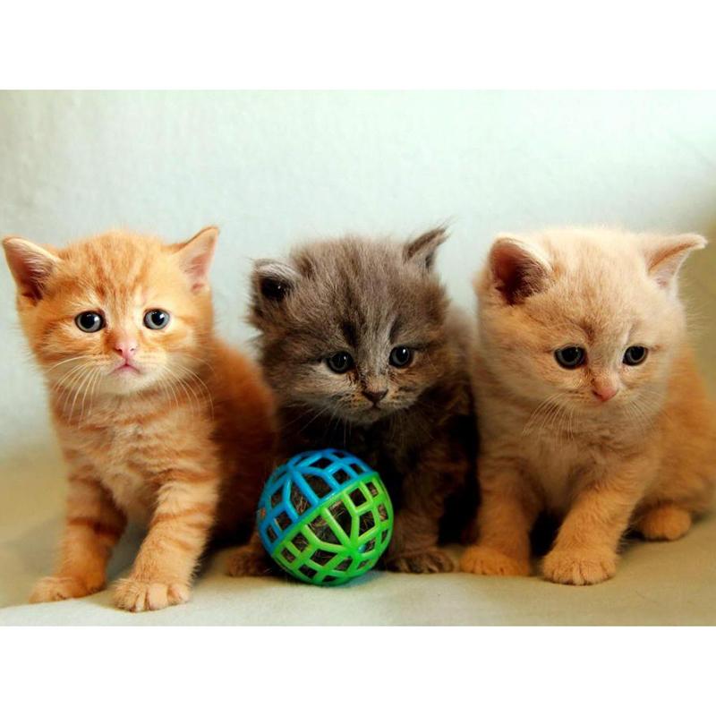 Three Kittens 5D DIY...