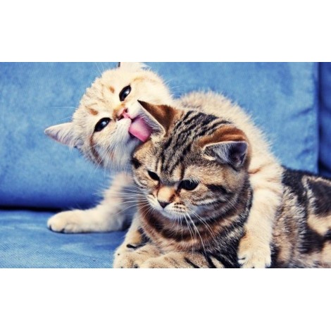 Beloved Kittens 5D DIY Paint By Diamond Kit