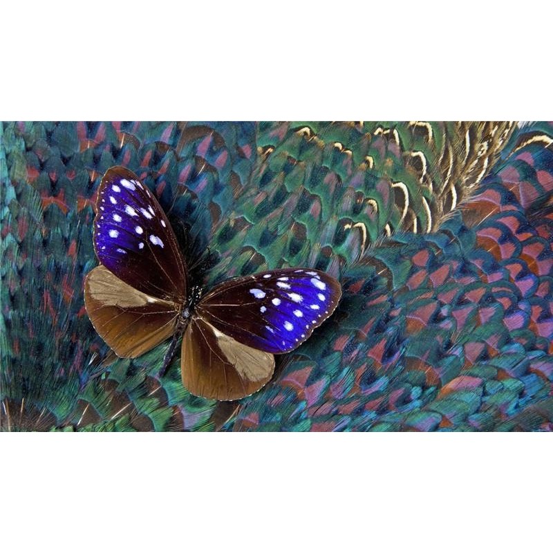 Vivid Butterfly 5D D...