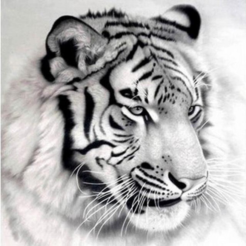 Black & White Tiger 5...