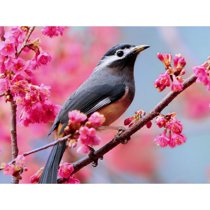 Red Flower Bird 5D D...