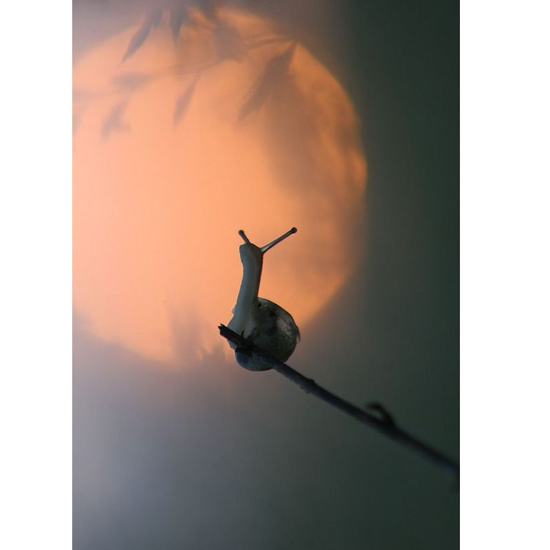 The Moon Snail 5D DI...