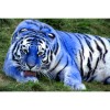 Blue Tiger 5D DIY Paint By Diamond Kit
