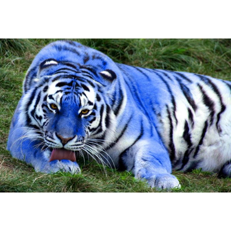 Blue Tiger 5D DIY Paint B...