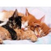 Sleeping Kittens 5D DIY Paint By Diamond Kit