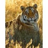 Calm Tiger 5D DIY Paint By Diamond Kit