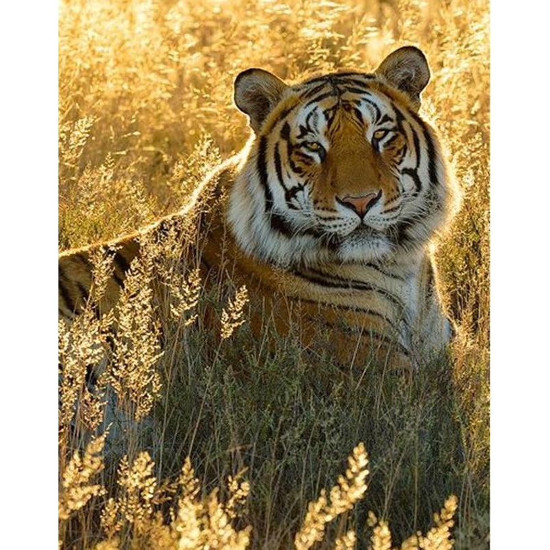 Calm Tiger 5D DIY Pa...