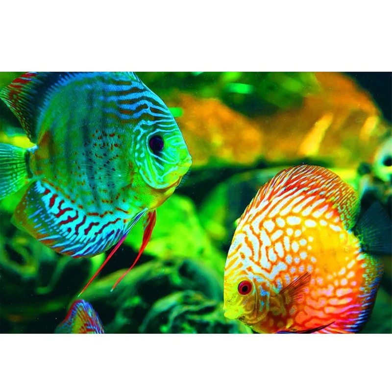 Coral Reef Fish 5D D...