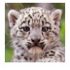 Baby Leopard 5D DIY Paint By Diamond Kit