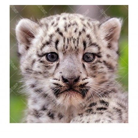 Baby Leopard 5D DIY Paint By Diamond Kit