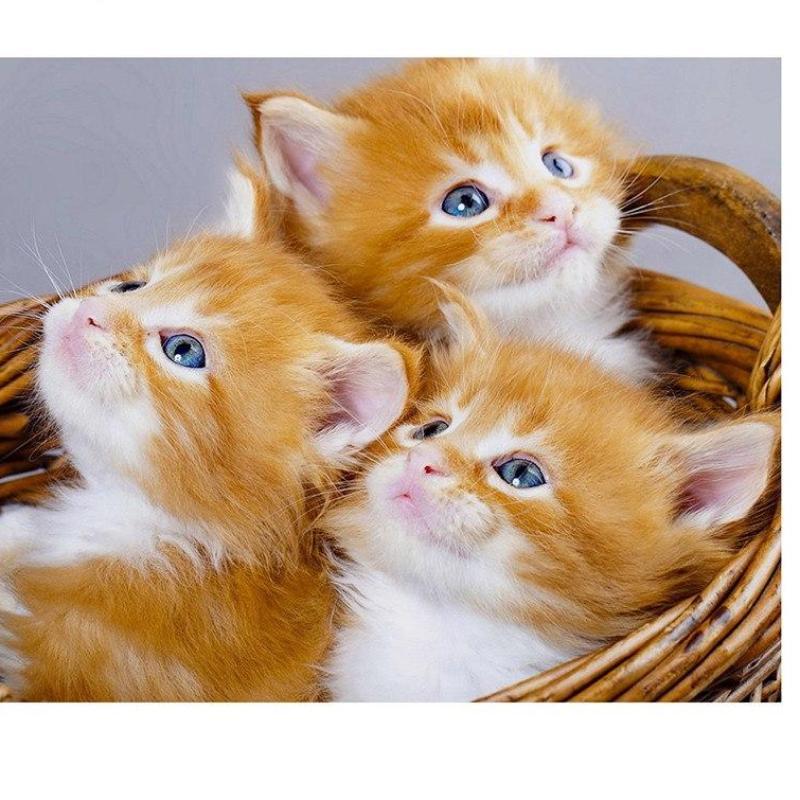 Three Cute Kittens 5...