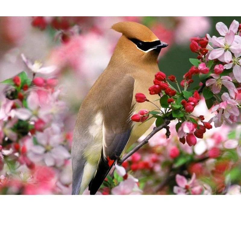 Peace Bird 5D DIY Pa...