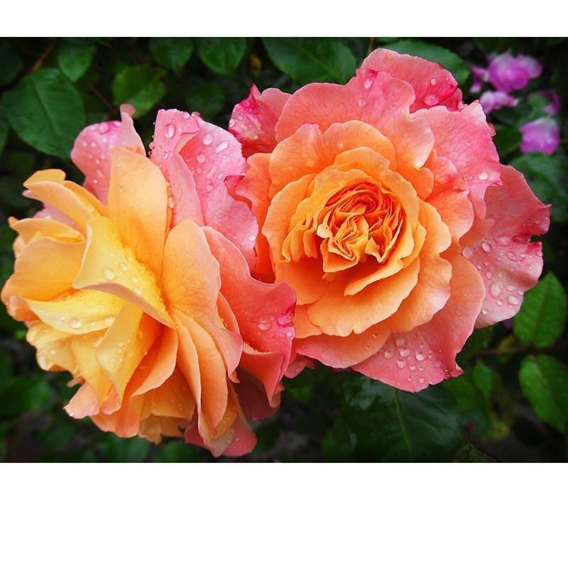 Two Bright Flowers 5...