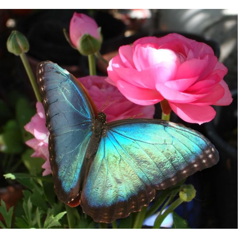 Butterfly On Flower 5D DI...