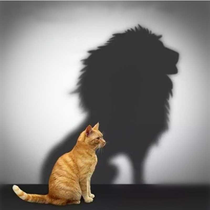 Cat & Lion 5D DI...