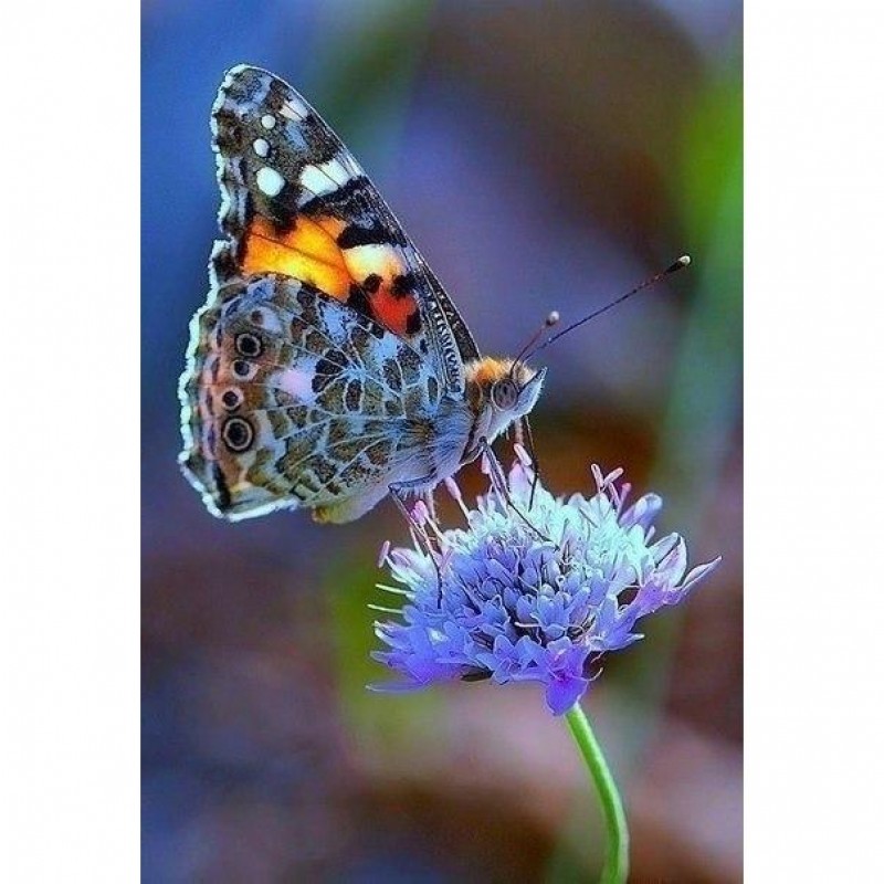 Butterfly On Flower ...