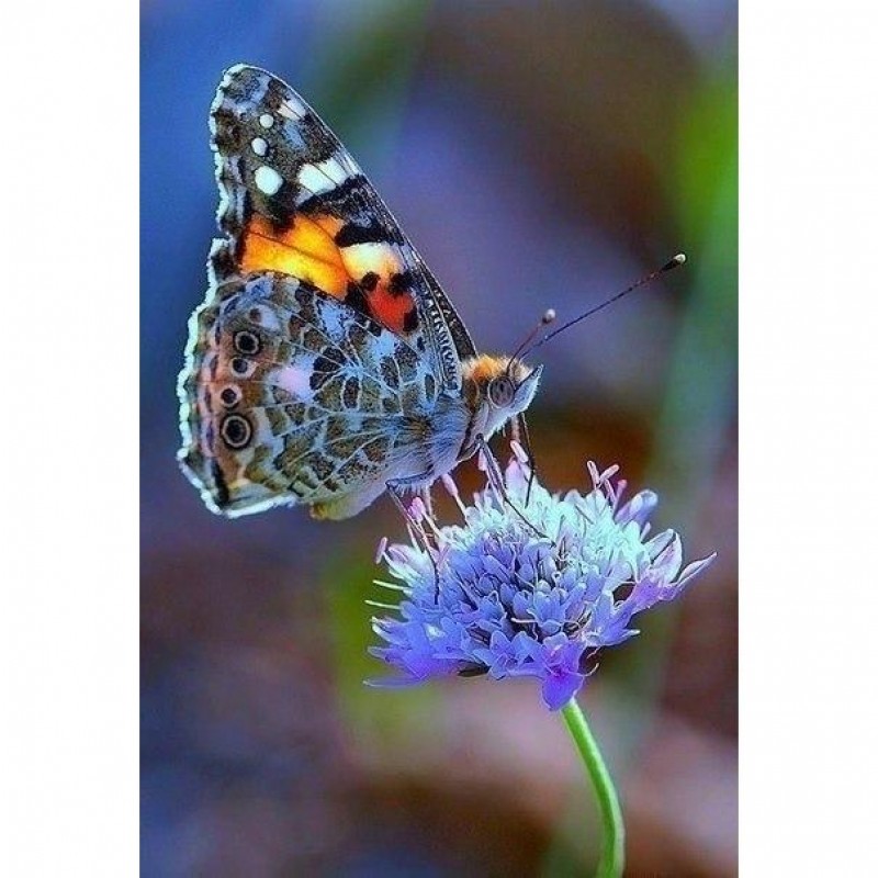Butterfly On Flower 5D DI...