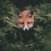 Forest Fox 5D DIY Paint By Diamond Kit