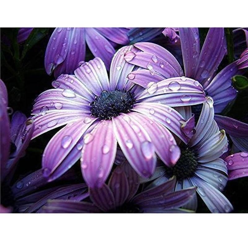 Flower In rain 5D DI...