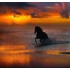 Sunset Horse 5D DIY Paint By Diamond Kit
