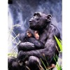 Chimpanzee family 5D DIY Paint By Diamond Kit