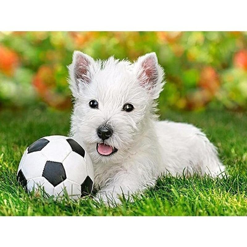 Cute Dog Playing Wit...