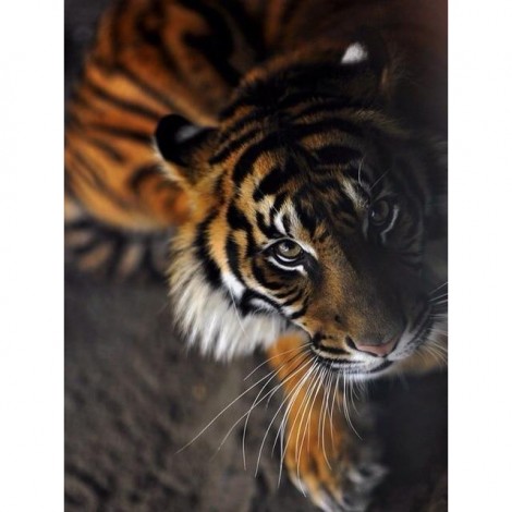 Animal tiger Looking Up 5D DIY Paint By Diamond Kit