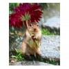 Cute Squirrel 5D DIY Paint By Diamond Kit