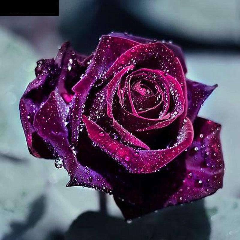 Wet Black Rose 5D DI...