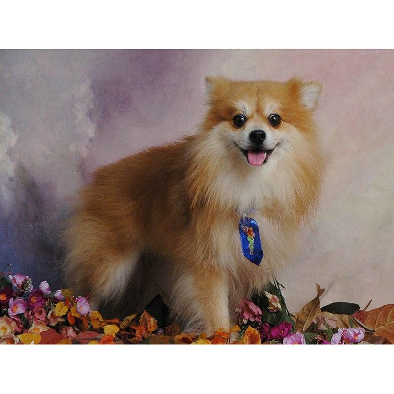 Silver Fox Dog 5D DI...