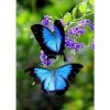 Blue Bright Butterfly 5D DIY Paint By Diamond Kit