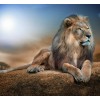 Desert Lion 5D DIY Paint By Diamonds Kit