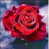 Red Rose 5D DIY Paint By Diamond Kit