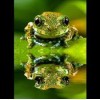 Cool Frog 5D DIY Diamond Painting