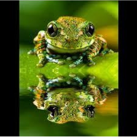 Cool Frog 5D DIY Diamond Painting