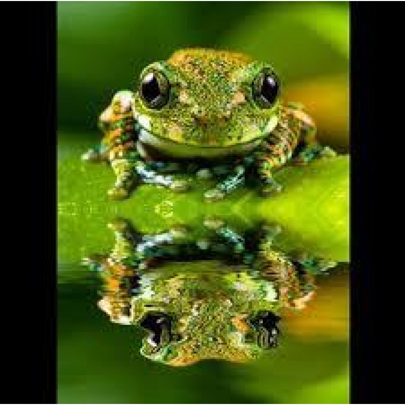 Cool Frog 5D DIY Dia...