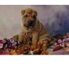Dog & Flower 5D DIY Paint By Diamond Kit